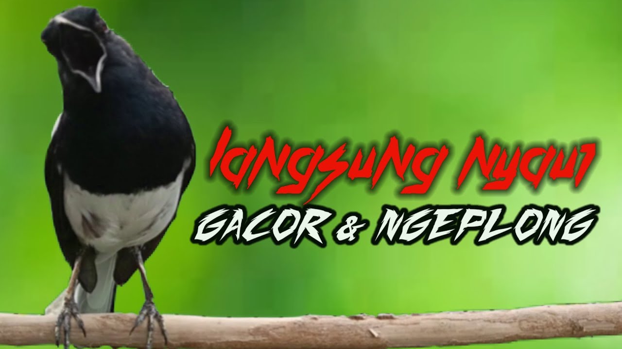Suara kacer ngeplong ini bikin lain cepat bunyi langsung nyaut gacor, Masteran kacer durasi panjang
