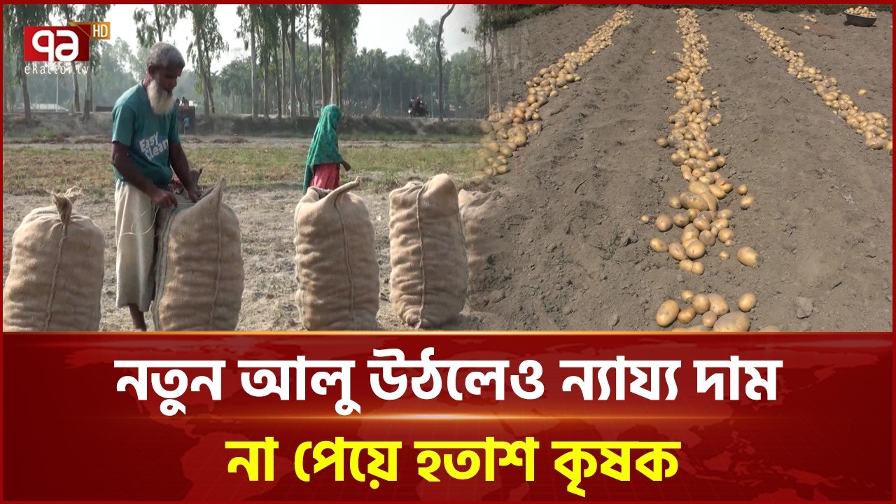 কুড়িগ্রামে পাঁচ টাকা কেজিতে বিক্রি হচ্ছে আলু | Kurigram | Ekattor TV