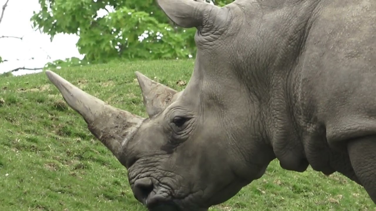 Zoo de Beauval comme si vous y étiez (les poussettes en moins)