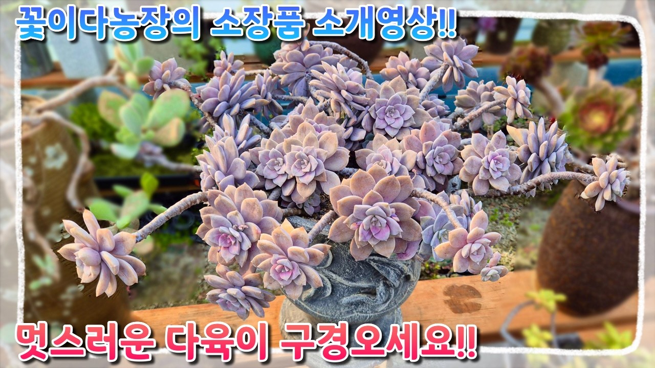 ✨세월이 만든 작품, 감탄만 나오는 다육식물 묵은둥이 3종 소개~✨ (연봉,마커스,펜타덤)
