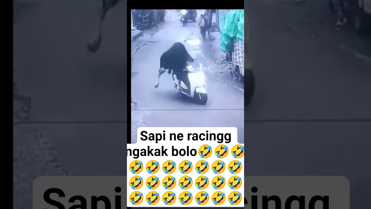 sapi racing #shorts #memeabsurd #funny #memengakakkocak #funnymeme