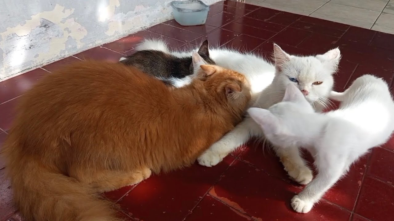 Kejadian Langka & Kocak! Simba, Si Kucing Dewasa yang Masih 'Nenen' 🤣