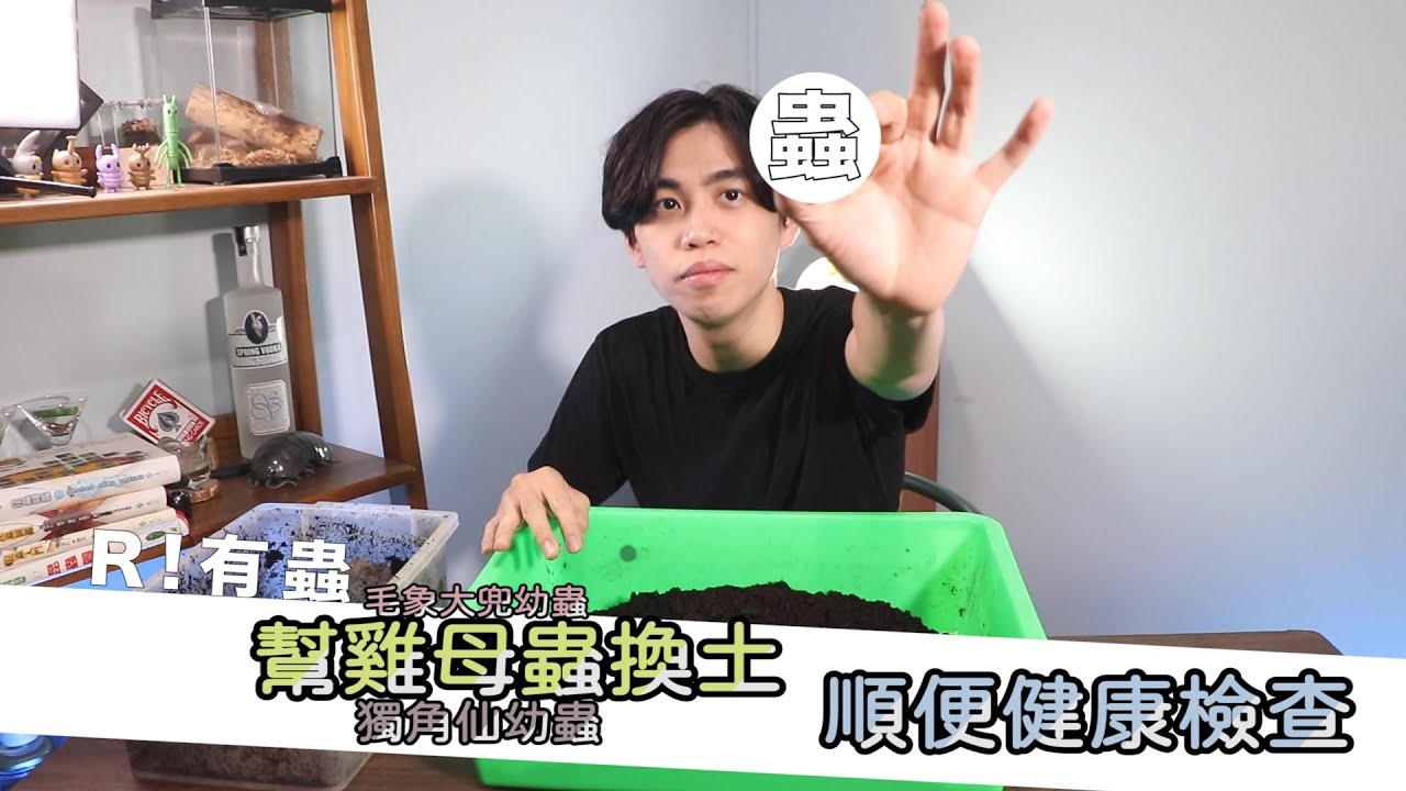 『R！有蟲系列』如何幫獨角仙幼蟲換新土｜毛象大兜蟲幼蟲！雞母蟲～換土囉【R帥邊磨樹】