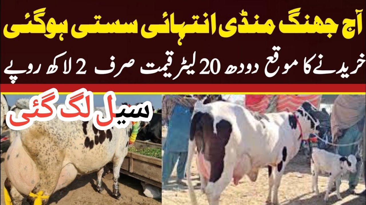 Today Malumor Mandi Jhang Update |  Cow Fresh Rates 2025 | Janwar Mandi Jhang