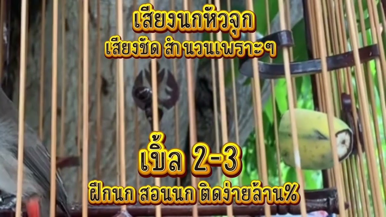 เสียงนกกรงหัวจุก เบิ้ล2-3 เสียงชัดสำนวนจำง่าย ก๊อปเพลงฝึกนกติด100% #เสียงกระตุ้นนกรงหัวจุก