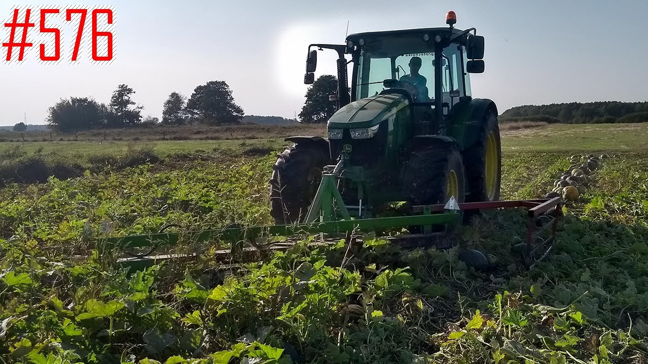 Spychanie dyń z pestkami łupinowymi (białymi) John Deere 5090M, walka o plon z dziką zwierzyną #576