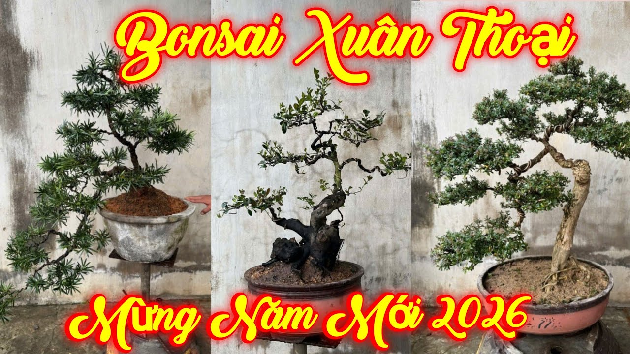 XUÂN THOẠI | #0989237176 | GIÁ MỀM TRẦM THỊ, HẢI CHÂU, TÙNG VN, TRẮC, DUỐI, SAM 86, SAM TRÁI, SỘP ĐỎ