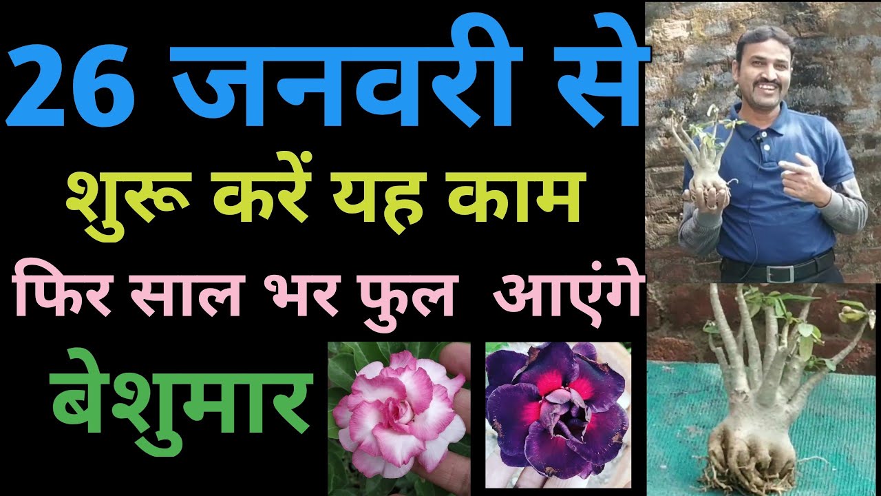26 जनवरी से शुरू करें यह काम फिर साल भर फूल आएंगे बेशुमार