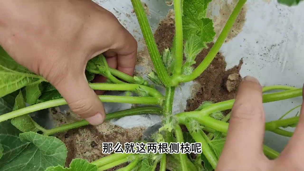 南瓜如何整枝打蔓