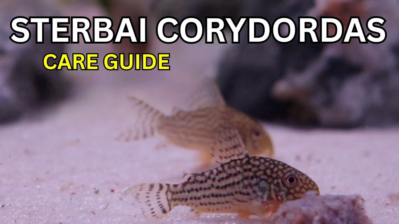 Sterbai Corydoras Spotlight | Care, Breeding, and Why They&rsquo;re My Favorite Cory Catfish