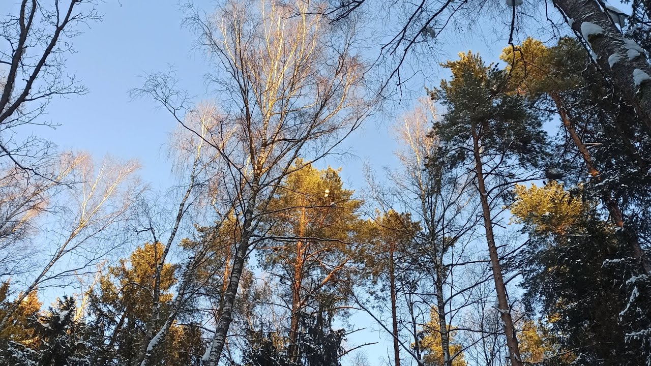 Смыслы и сюжеты имени Захар / Почему Захар - Серповидец