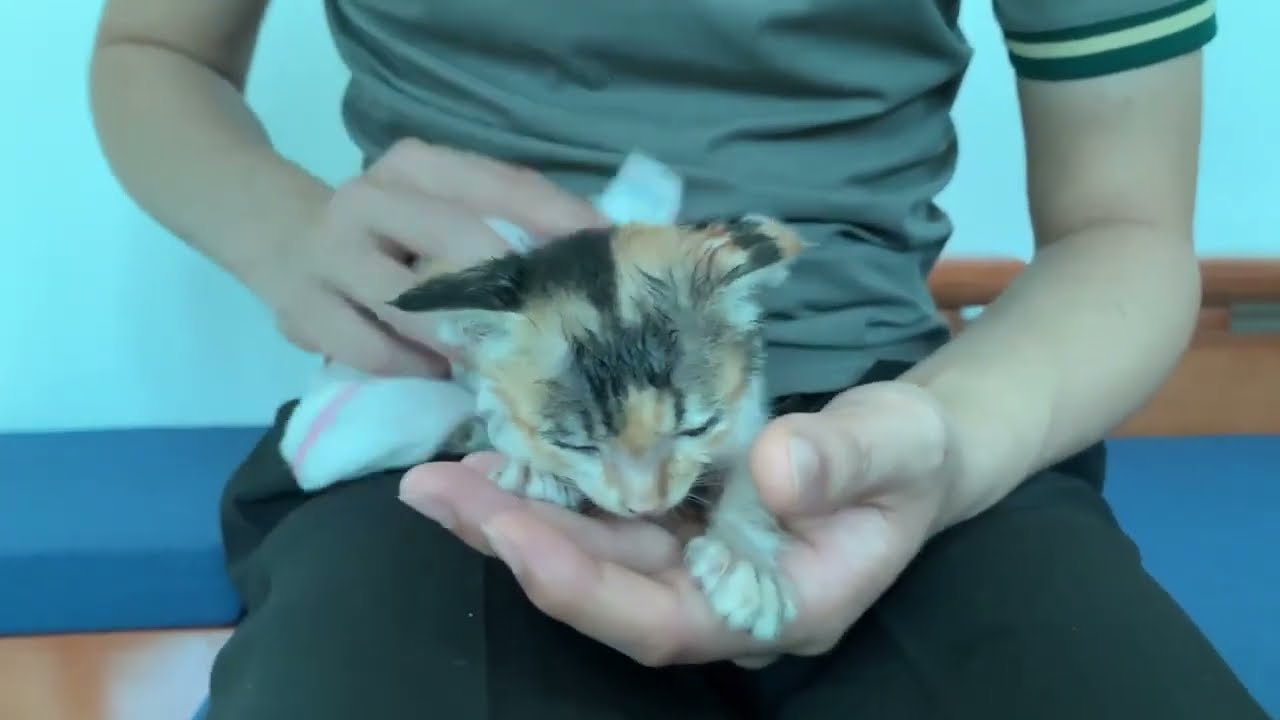 This is how a kitten reacts to its first bath