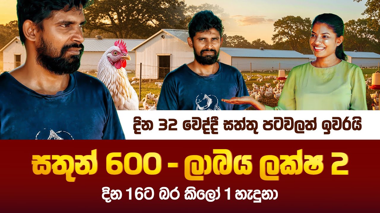දවසට රුපියල් 6000ක ලාබයක් බ්‍රොයිලර් කුකුළන් හදලා හොයපු දබුල්ලේ වික්‍රමසිංහ මහතාගේ කතාව | Milmolac
