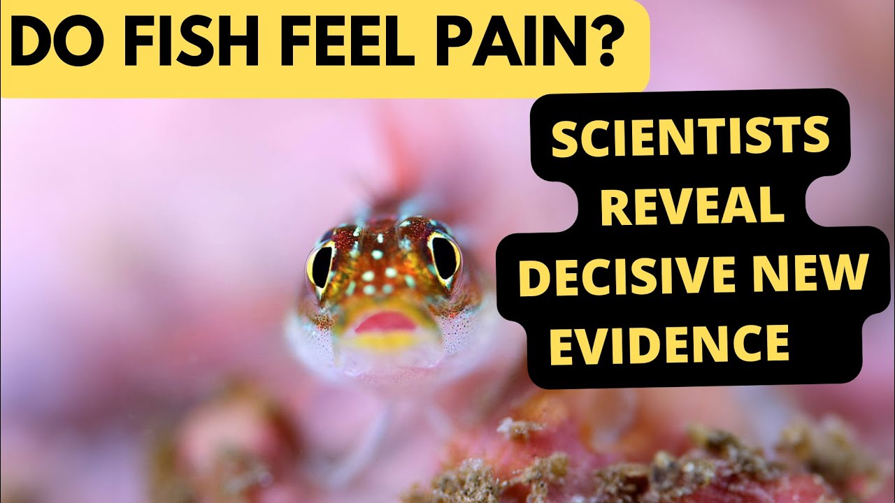 Do Fish Feel Pain? Striking new evidence says yes