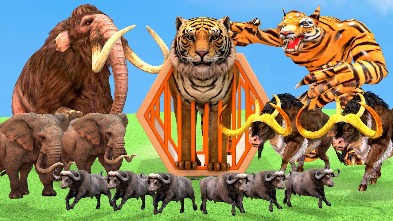 Giant Tiger vs Big Bull vs Woolly Mammoth Rescue Save by Elephant Mammoth Mastodon vs Zombie Wolf