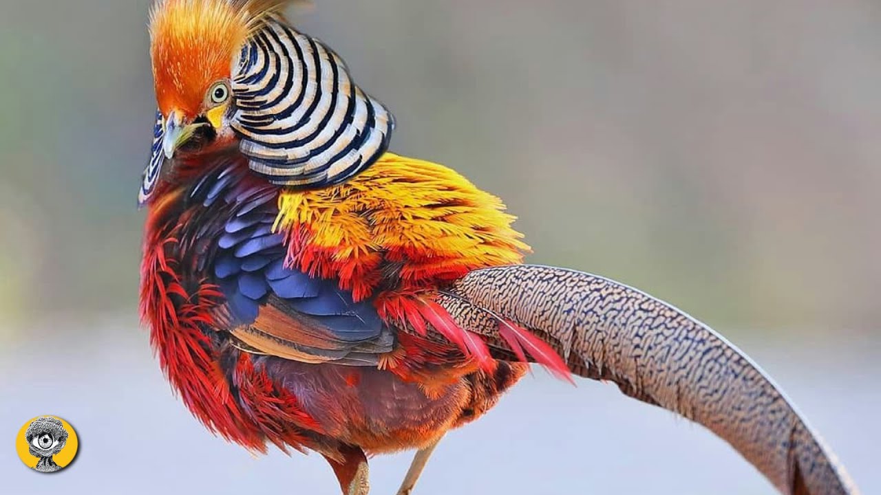 FAIS&Atilde;O DOURADO, 😍 Canto Bel&iacute;ssimo, De Onde S&atilde;o, Fais&otilde;es, E+ Curiosidades #animais