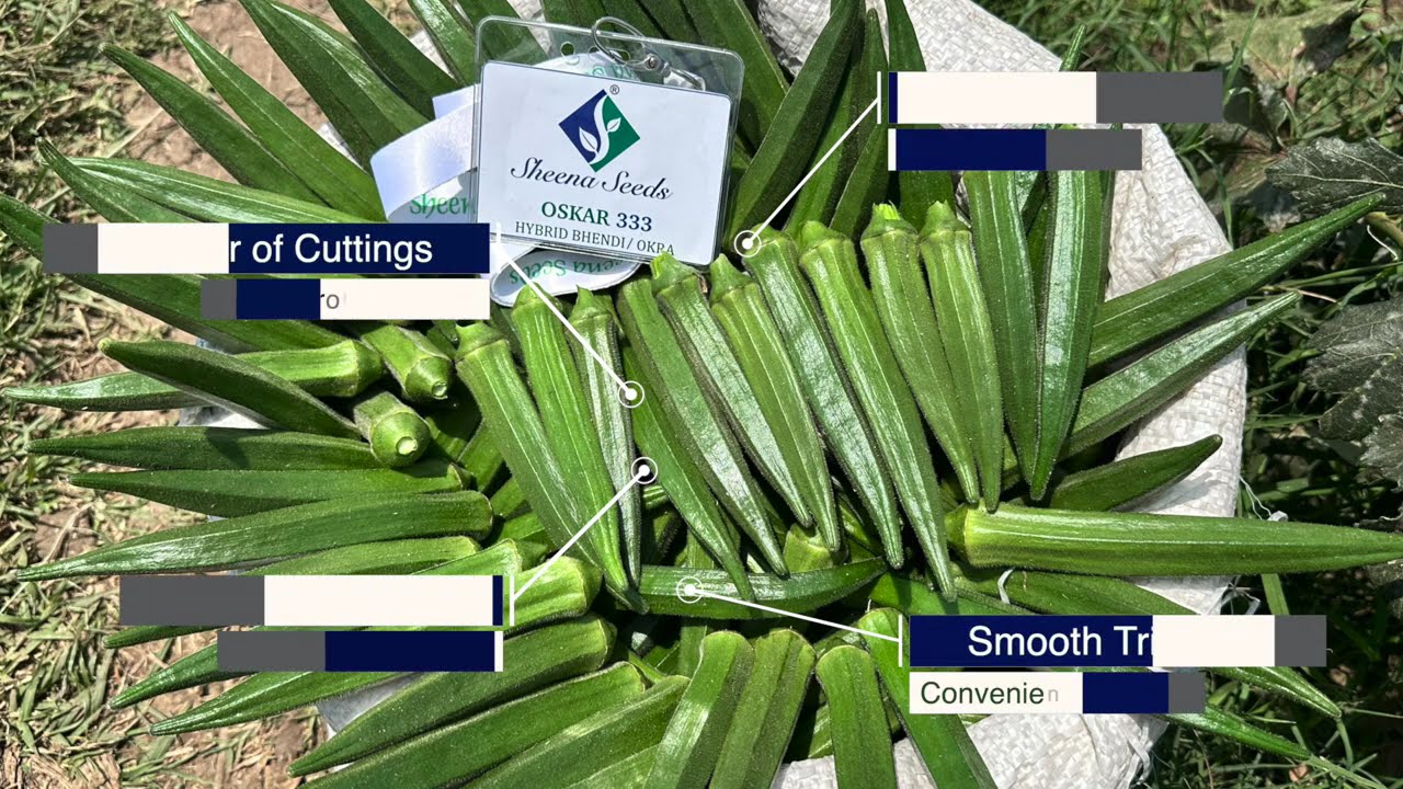 Sheena Seeds OSKAR 333, Hybrid OKRA (Bhindi) - Mr. Bhagavati prasad, Narmadapuram, MP
