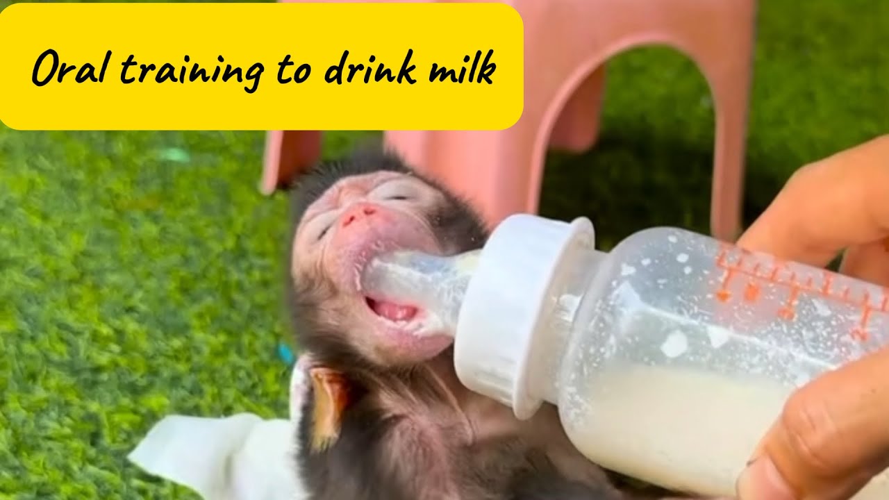 Tiny Baby Monkey Tries So Hard to Drink Milk 🥹🍼