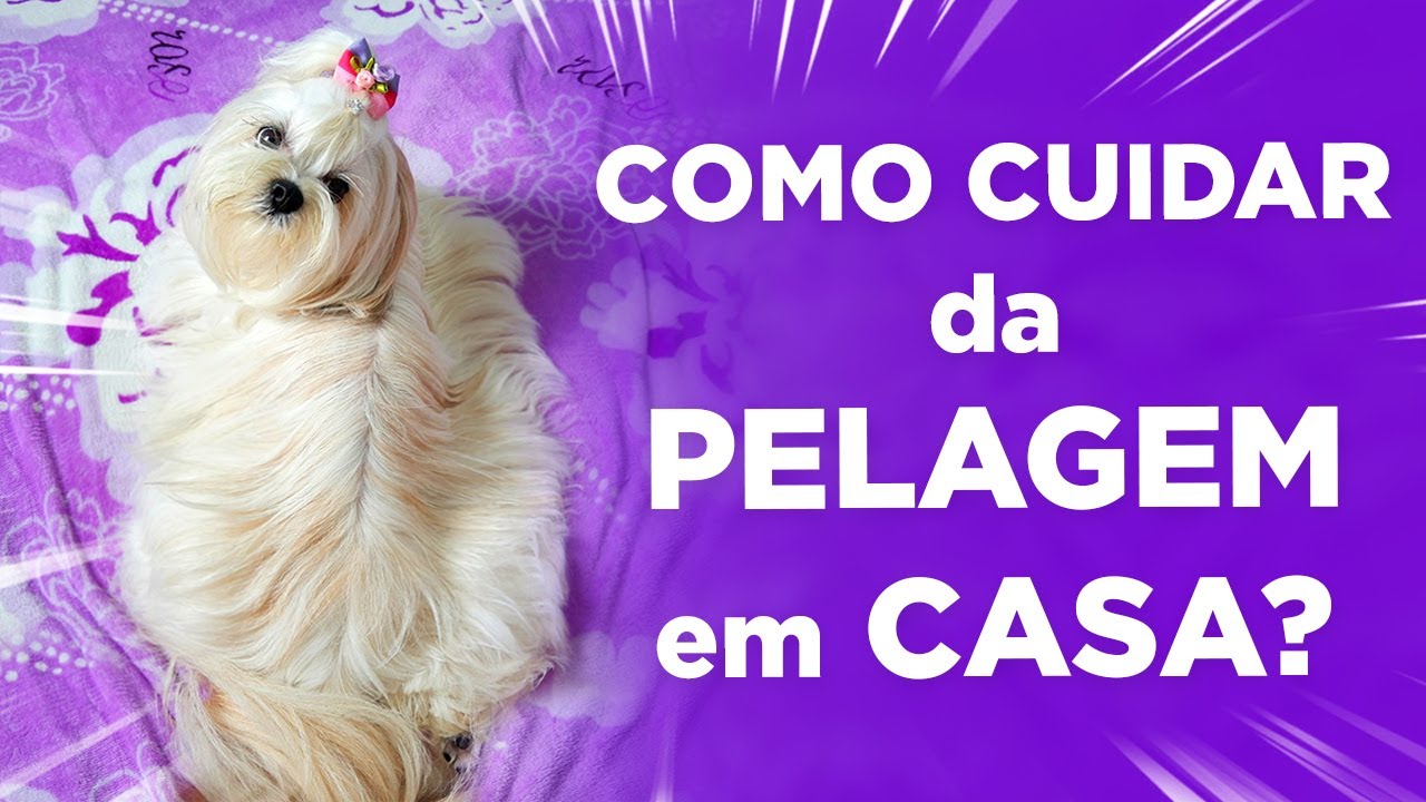 PELOS LINDOS E SAUDÁVEIS! 🐾 Como Eu Cuido da Pelagem da Minha Shih Tzu em Casa?