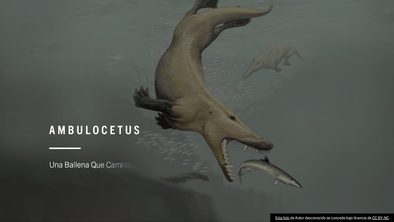 Ambulocetus | Una Ballena Que Caminaba