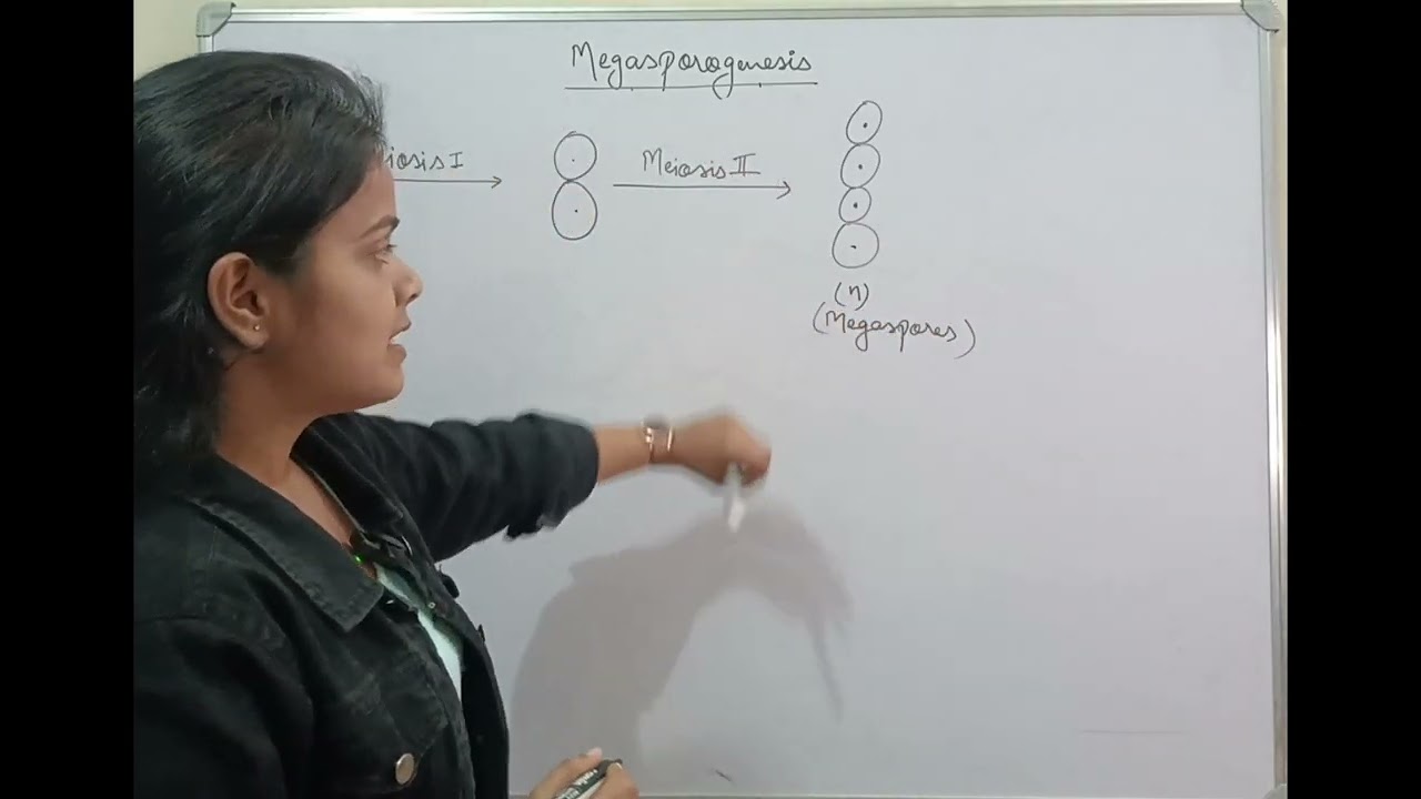 Megasporogenesis 