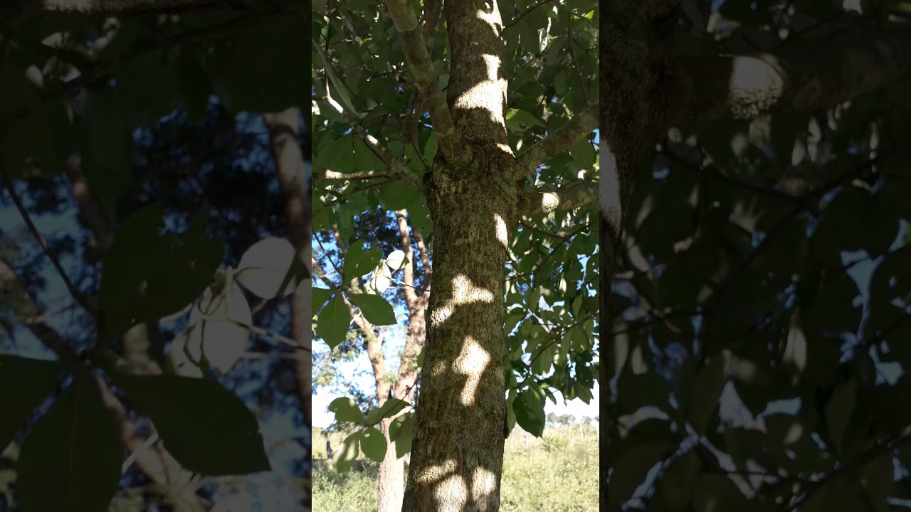 Tambu(pau pereira ou cabo de enxada) A planta insulina natural da mata.favoravel ao diabeticos