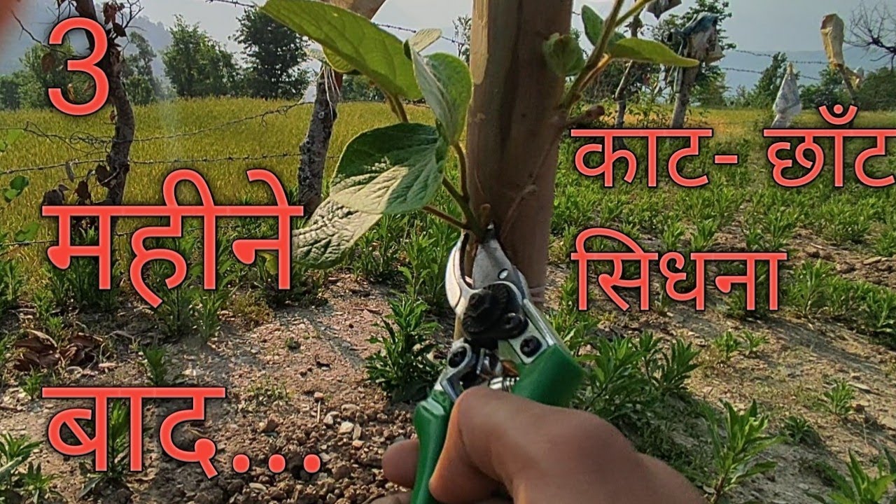 कीवी के पौधों की पेहली काट-छाँट और सिधाना का तरीका, First Pruning and Training of a Kiwi vines.