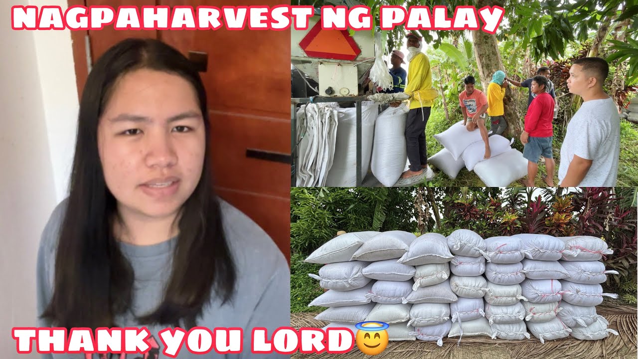 NAGPAHARVEST NA KAMI NG PALAY | THANK YOU LORD🤗😇