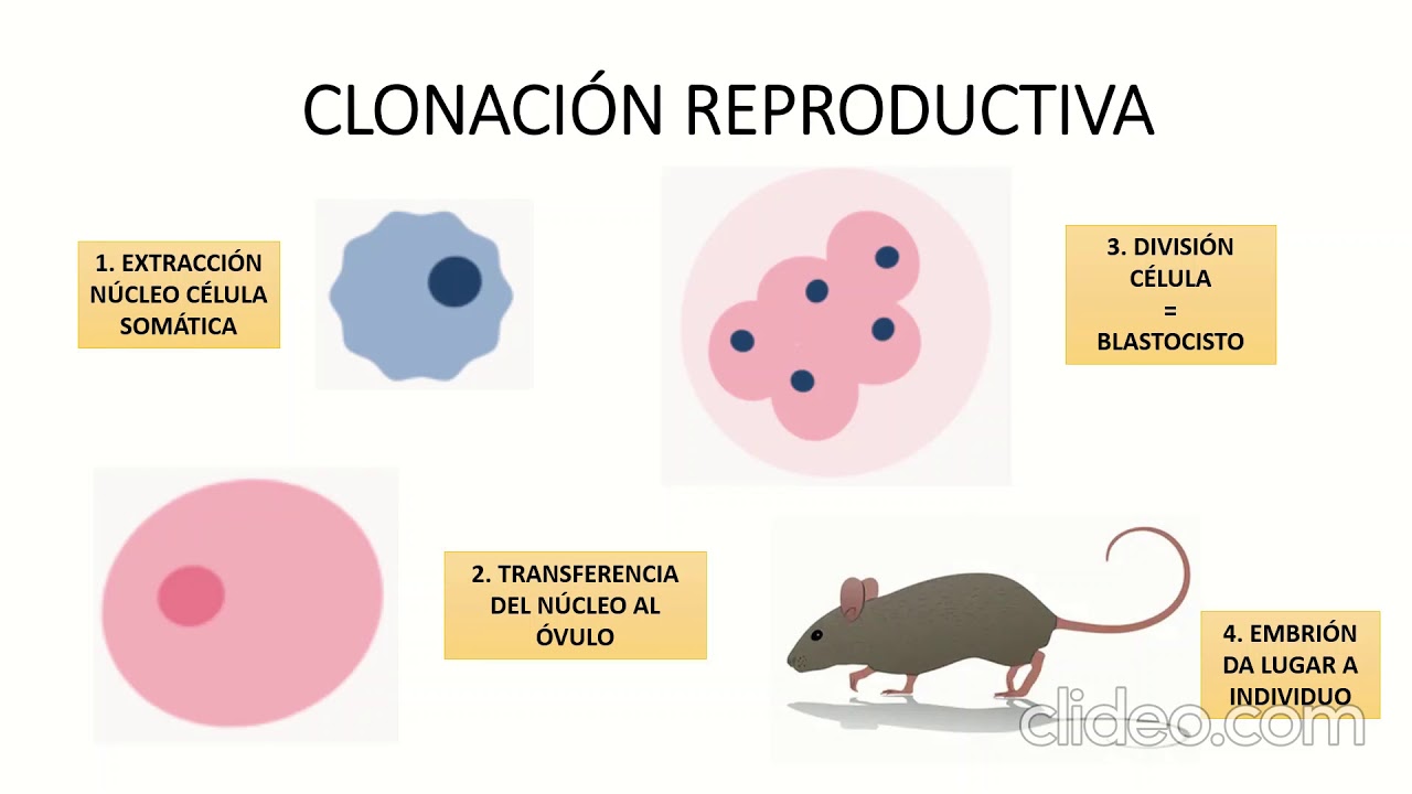 143. TRANSFERENCIA NUCLEAR. Alba Martín Simón