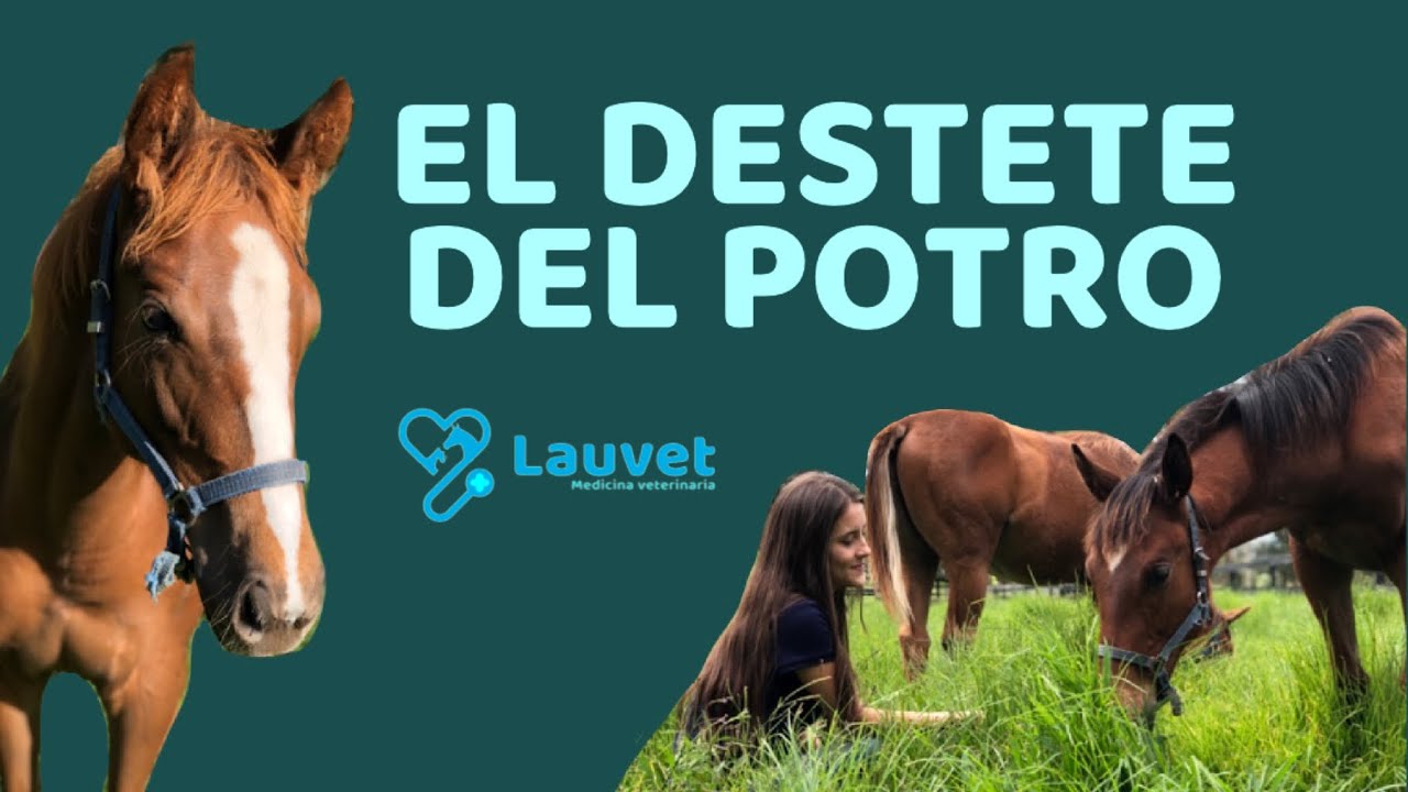 CÓMO Y CUANDO DESTETAR UN POTRO DE SU MADRE - Lauvet & VitaEquinos