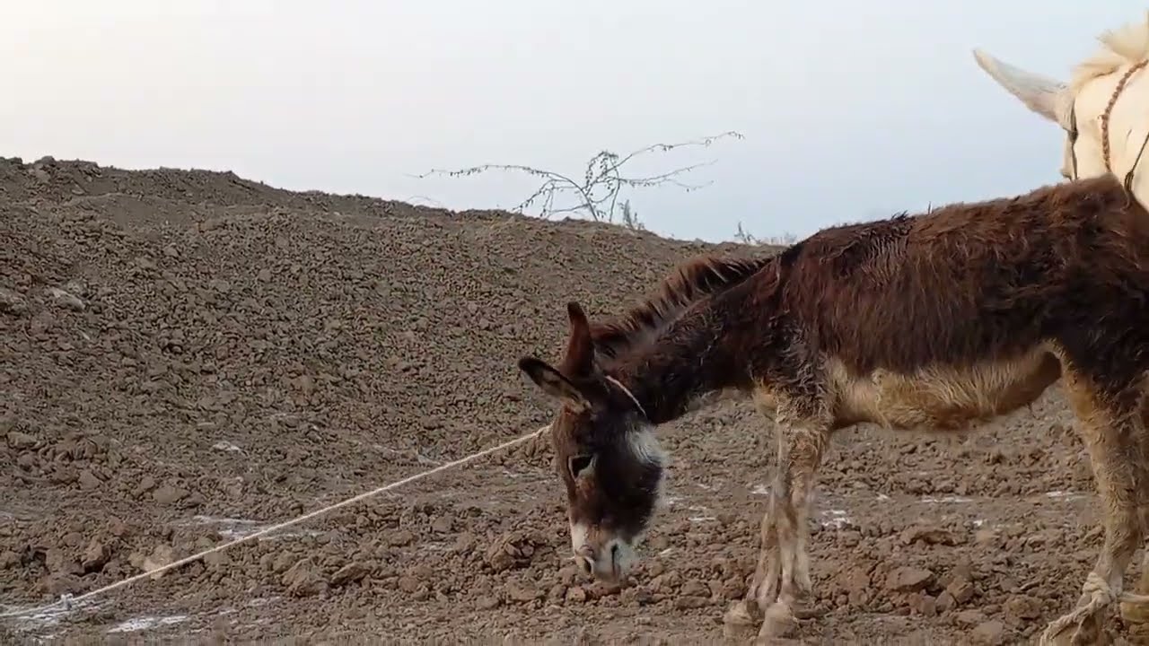 коні аговози. Жеребець на Паровку.Привезли лошицю з бачача.коні Тернопільщини.YT2026....