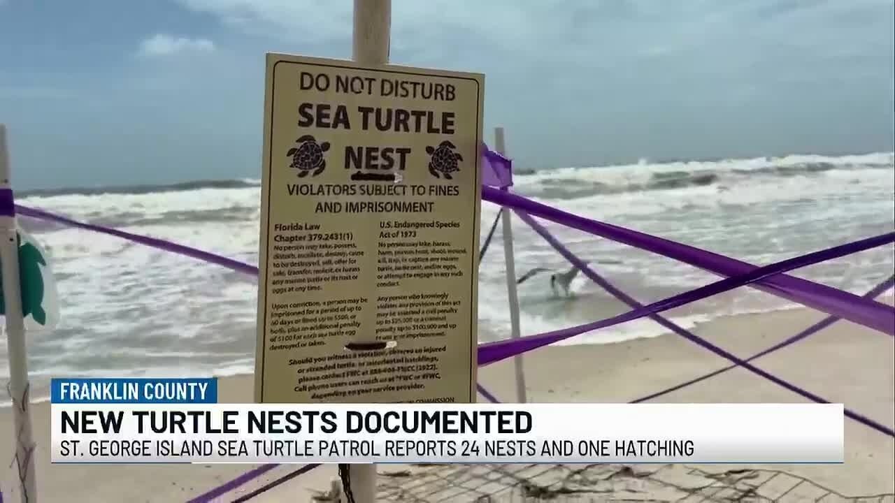 St. George Island sea turtles are bouncing back with 24 new nests after Tropical Storm Bertha
