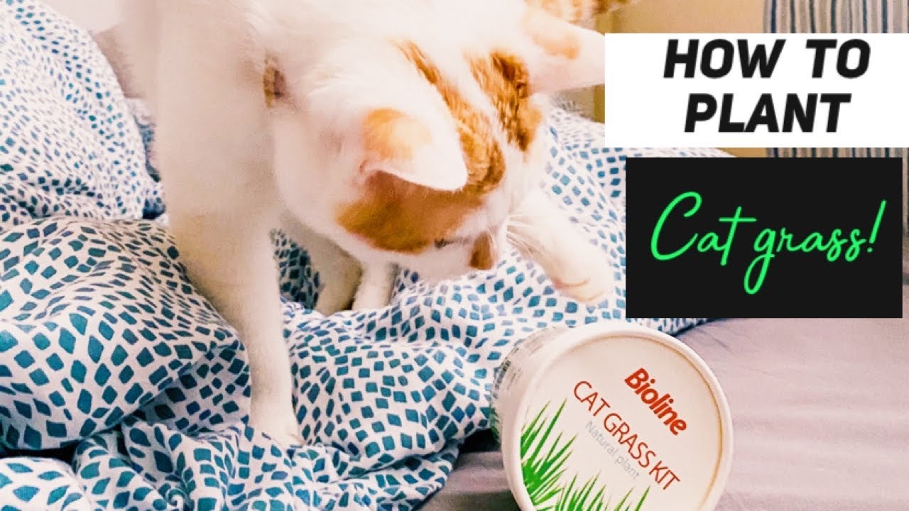 How to plant cat grass. | Bioline cat grass kit