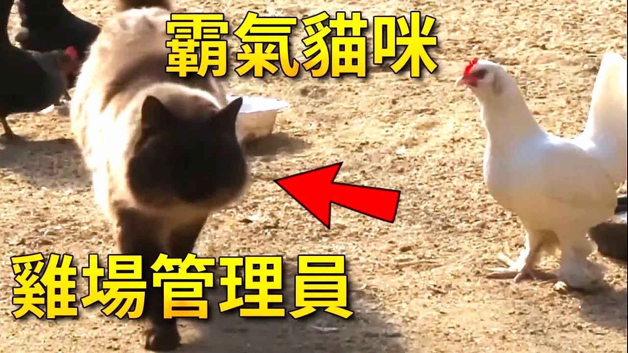 猫咪成了鸡场的管理员，每只鸡都服从它的管理，妥妥的猫老板【小奶狗观影】