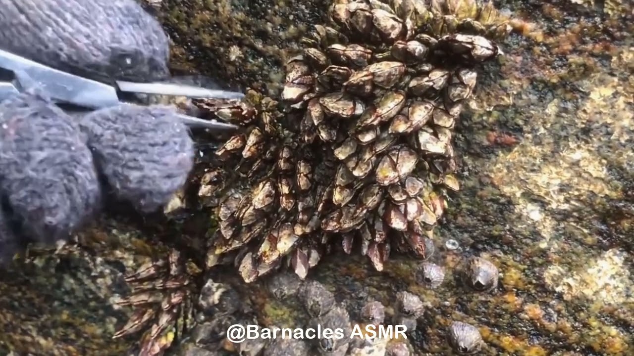 Barnacle ASMR - My daily work at sea (episode 106 )