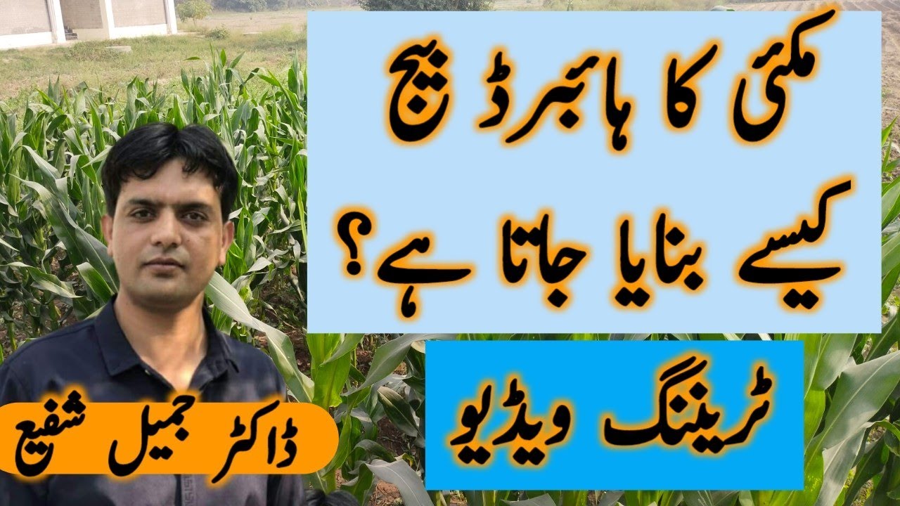 مکئی کا ہائبرڈ بیج  کیسے بنایا جاتا ہے؟ | How to produce hybrid maize seed |Dr. Jamil Shafi