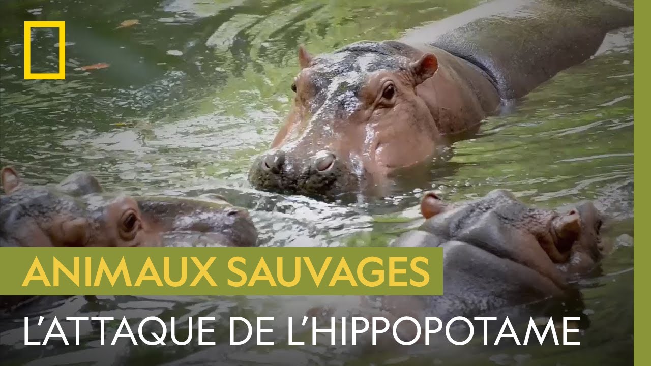Une femme raconte comment elle a survécu à une attaque d'hippopotame