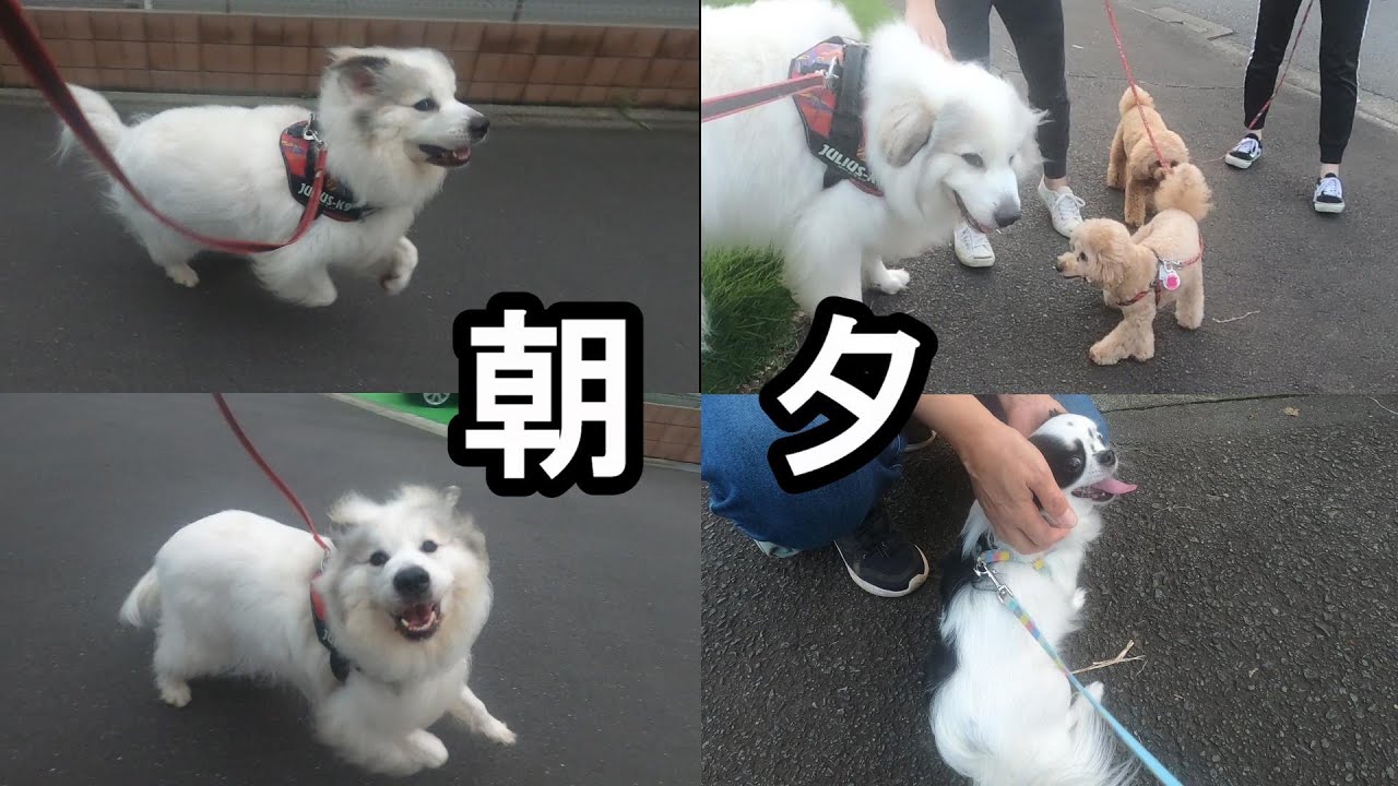 【GPラム】涼しくなって生活が少し変化しました