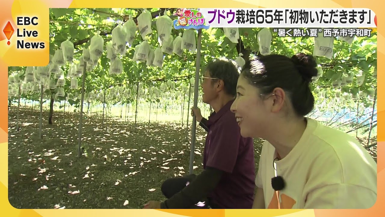 【西予市】宇和町　地域を盛り上げる熱い思いと初ブドウ【媛さんぽ】