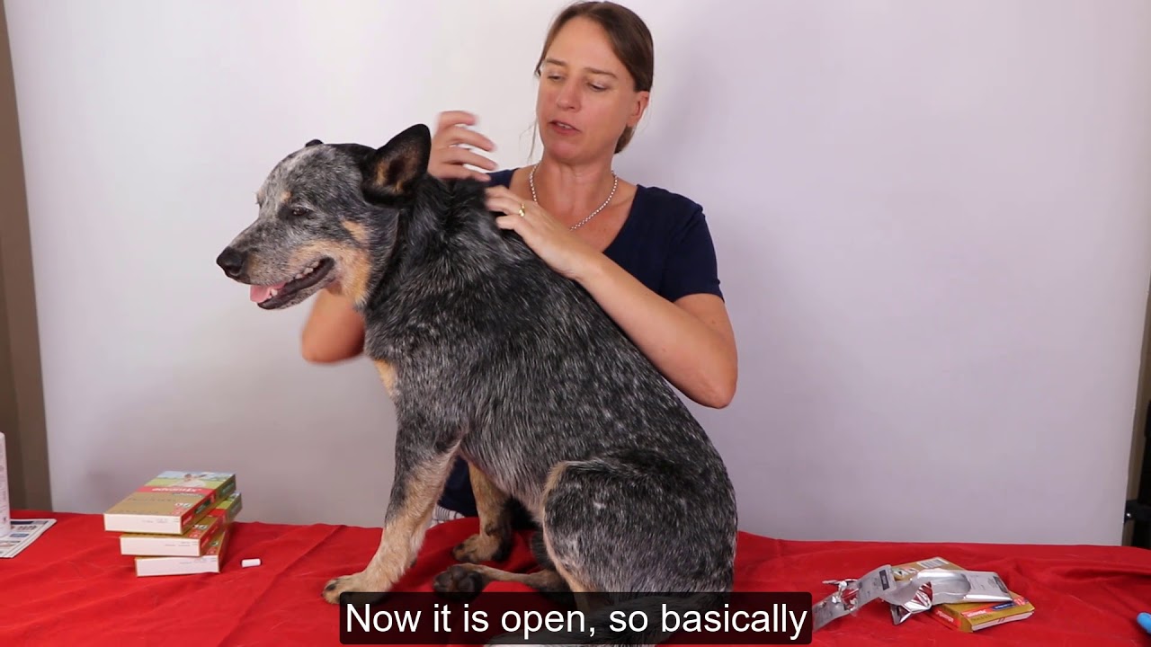 The Vet Shed- Advantix (How to Apply)