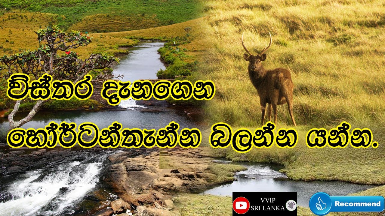 Horton Plains National Park | හෝටන් තැන්න | VVIP SRI LANKA