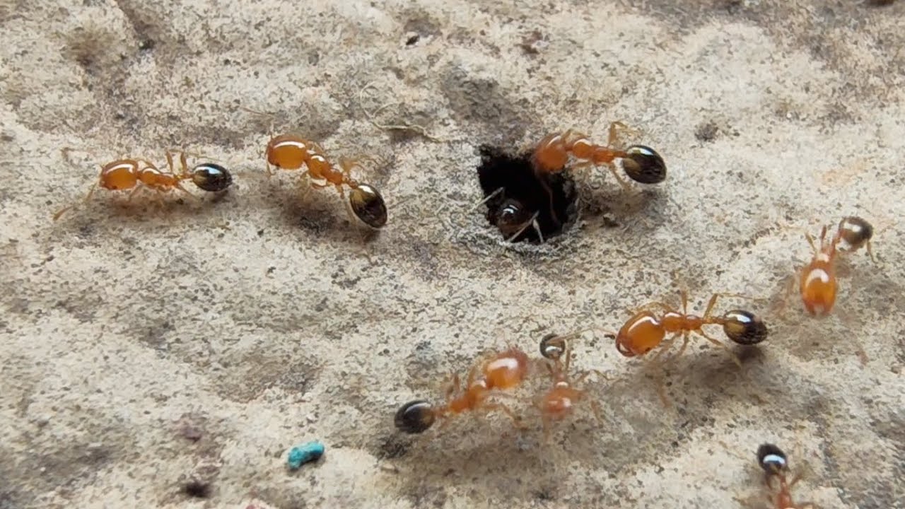 Trichomyrmex destructor - Covering All Indian Ants Part- 1