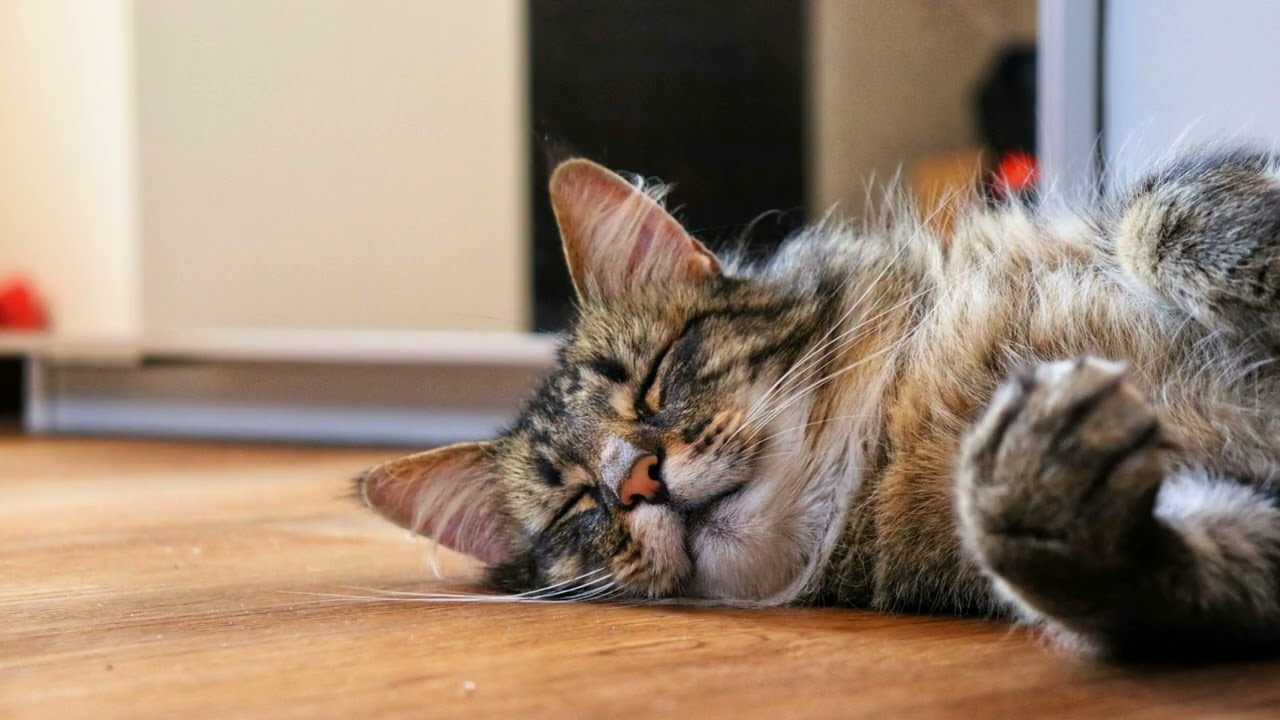 Cozy Lo-Fi Ambience & Cat Comfort 🐱 | Perfect Background Music