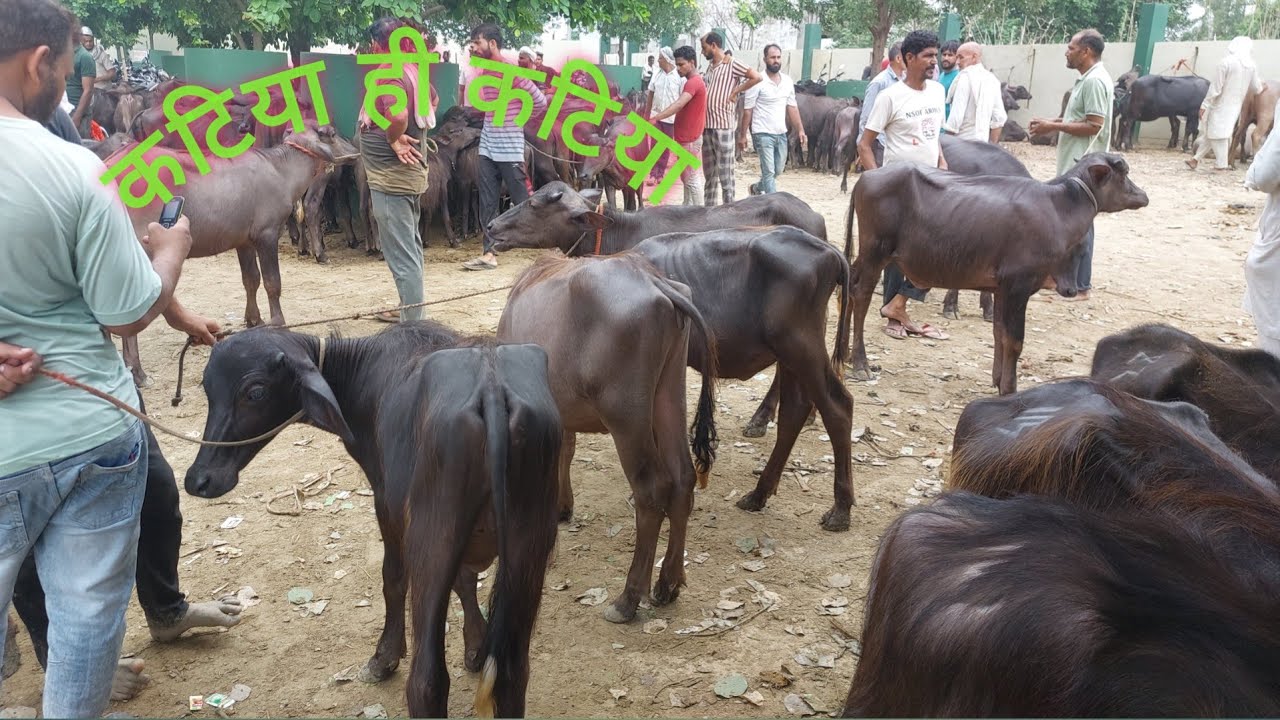 Baraut Pashu Mandi | Badot Peth | Murra Katri | Katiya Mela | Paddi | Haryana bhens | Buffalo Market