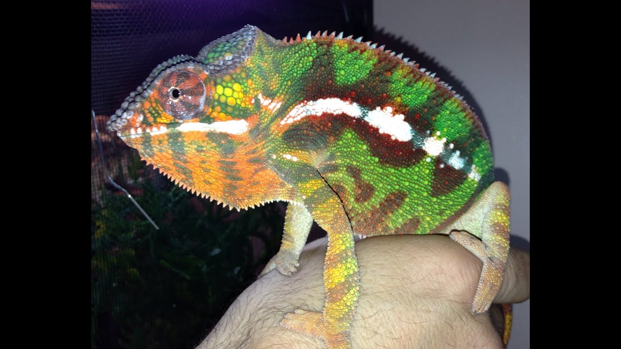 How to Set Up & Care for Panther Chameleons