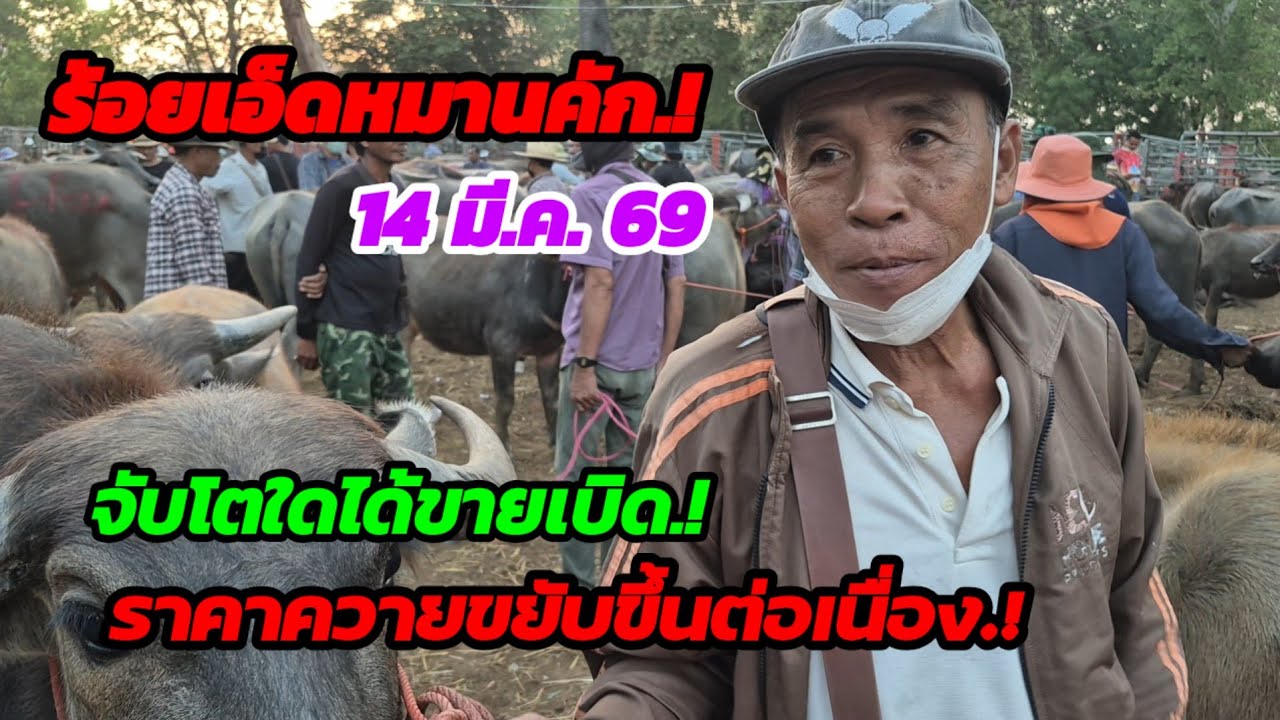 ราคาควายวันนี้ 14 มี.ค.69ตลาดบ้านหนองแก(ชมภูบุตร)จ.ร้อยเอ็ด#เปิดราคาควายน่าซื้อ#ซื้อขายควายน่าเลี้ยง