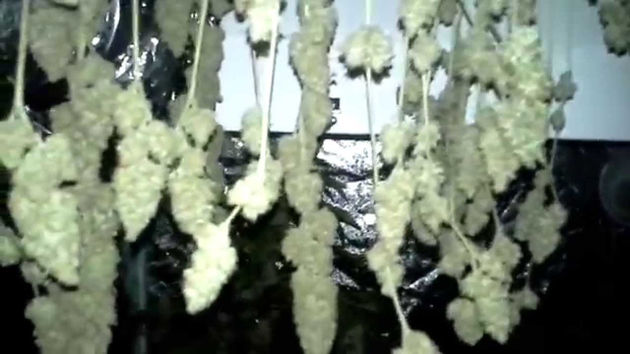 6212 MMJ GROW- Week 9 Harvest