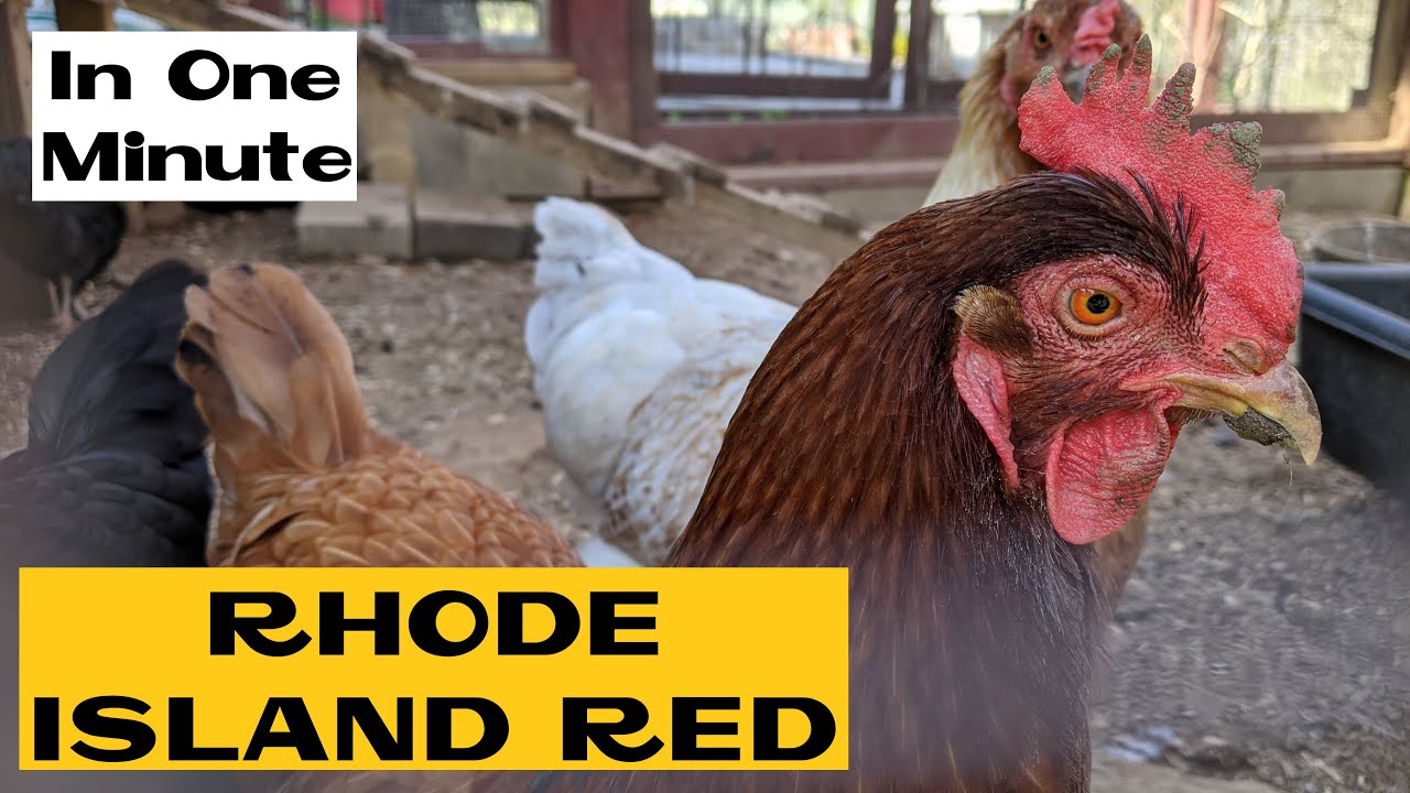 Rhode Island Red | All about Chicken Breeds in a Minute