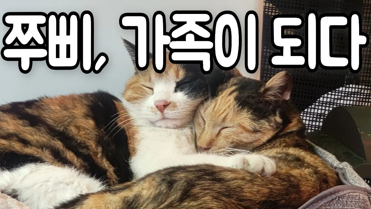 [리얼 스토리 3] 쭈쭈와 삐용, 마음을 열기까지 🐾 From Shy Strangers to Family: Their Journey of Trust