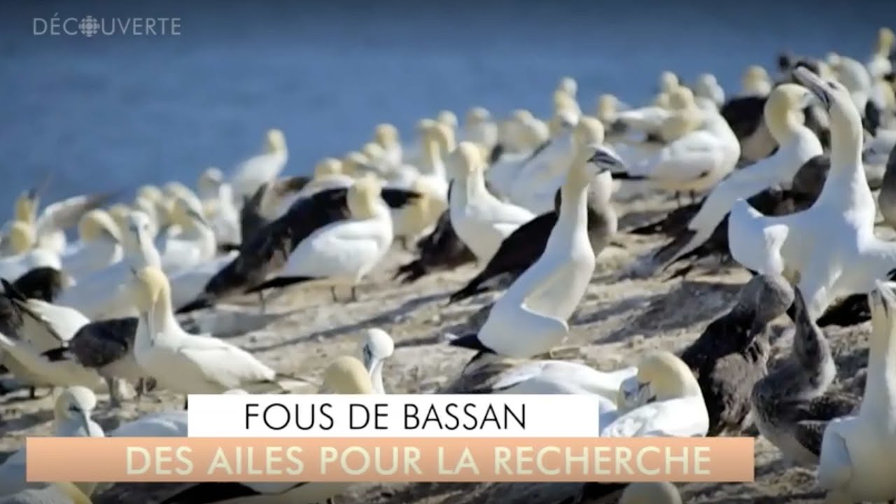 Découverte | Fous de Bassan : des ailes pour la recherche